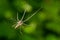 Tetragnatha extensa is a species of spider - perfect macro details