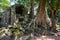 Tetrameles growing on the ruins of Ta Prohm temple