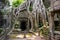 Tetrameles growing on the ruins of Ta Prohm temple