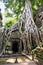 Tetrameles growing on the ruins of Ta Prohm temple