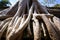 Tetrameles growing on the ruins of Ta Prohm temple