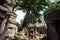 Tetrameles growing on the ruins of Ta Prohm temple