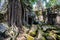 Tetrameles growing on the ruins of Ta Prohm temple