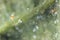 Tetranychus urticae Tetranychidae red spider mite or two-spotted spider mite is a species of plant-feeding mite a pest of plants