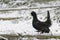 Tetrao urogallus in wild nature in spruce forest, western capercaillie. Ground-living forest bird showing its dominance and