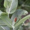 Tetraopes tetrophthalmus aka Red Milkweed Beetle