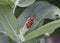 Tetraopus Tetrophthalmus beetle chewing milkweed leaves