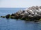 Tetrapod concrete sea defences in Funchal, Madeira