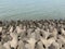 Tetrapods, coastal erosion prevention, Mumbai Skyline