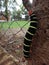 Tetrio sphinx, frangipani hornworm or plumeria caterpillar