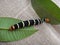 Tetrio sphinx, frangipani hornworm or plumeria caterpillar