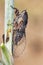 Tettigettalna argentata small sized deep dark brown cicada perched on a fennel branch