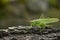 Tettigonia viridissima. Green grasshopper on the old tree bark.