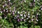 Teucrium chamaedrys, Lamiaceae