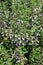 Teucrium chamaedrys, Lamiaceae