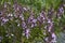Teucrium chamaedrys purple flowers