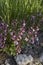 Teucrium chamaedrys purple flowers