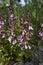 Teucrium chamaedrys purple flowers