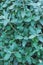 Teucrium Fruticans Azurea Germander Shrub with Green Blue Small Leaves. Botanical Foliage Pattern Background.