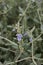 Teucrium fruticans lavender flowers