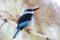 Teugelijsvogel, Blue-breasted Kingfisher, Halcyon malimbica