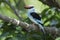 Teugelijsvogel, Blue-breasted Kingfisher, Halcyon malimbica