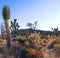 On the Teutonia Peak Trail