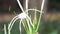 Texan Spider Lily flower on the nature. The plant with the white flower
