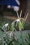 Texan Spider Lily flower on the nature. The plant with the white flower