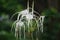 Texan Spider Lily flower on the nature. The plant with the white flower