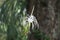 Texan Spider Lily flower on the nature. The plant with the white flower