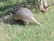 Texas Armadillo