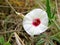 Texas Bindweed Convolvulus equitans Wildflower