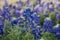 Texas bluebonnet