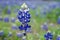 Texas Bluebonnet