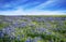 Texas Bluebonnet field blooming in the spring