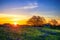 Texas bluebonnet field blooming in spring at sunrise