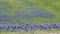 Texas Bluebonnet field in spring
