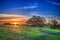 Texas bluebonnet field at sunrise