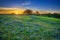 Texas bluebonnet field at sunrise