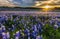 Texas bluebonnet field in sunset at Muleshoe Bend Recreation Are