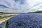 Texas Bluebonnet filed in Muleshoe bend recreation area near Au