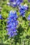 Texas Bluebonnet flower