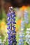 Texas Bluebonnet flower (Lupinus texensis) with colorful background