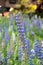 Texas Bluebonnet flower (Lupinus texensis) with colorful background