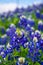 Texas Bluebonnet Flowers