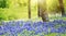 Texas bluebonnet flowers blooming under the trees