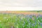 Texas Bluebonnet and Indian paintbrush blossom in rural Texas, U