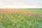 Texas Bluebonnet and Indian paintbrush blossom in rural Texas, U