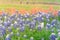 Texas Bluebonnet and Indian paintbrush blossom in rural Texas, U